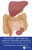 Pediatric Abdominal Organ Transplantation: An Introduction and Practical guide