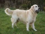 Golden Retriever - 500 Teile (Puzzle)
