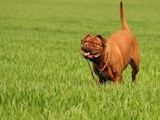 Bordeaux Dogge - 1.000 Teile (Puzzle)