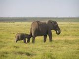 Elefant - 500 Teile (Puzzle)