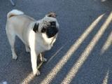 Mops - 500 Teile (Puzzle)