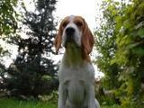 Beagle - 500 Teile (Puzzle)