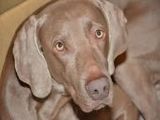Weimaraner - 500 Teile (Puzzle)