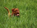Bordeaux Dogge - 500 Teile (Puzzle)