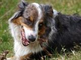 Australian Shepherd - 1.000 Teile (Puzzle)