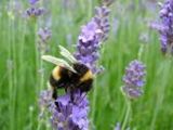 Hummel - 1.000 Teile (Puzzle)