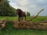 Labrador - 1.000 Teile (Puzzle)