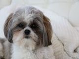 Shih Tzu - 1.000 Teile (Puzzle)
