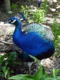 Pfau - 500 Teile (Puzzle)