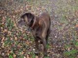 Labrador - 500 Teile (Puzzle)