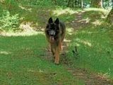 Deutscher Schäferhund - 1.000 Teile (Puzzle)