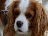 Cavalier King Charles Spaniel - 1.000 Teile (Puzzle)