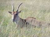 Antilope - 1.000 Teile (Puzzle)