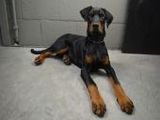 Dobermann - 1.000 Teile (Puzzle)