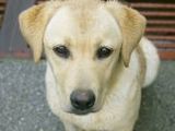 Labrador - 1.000 Teile (Puzzle)