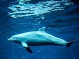 Delfin - 500 Teile (Puzzle)