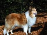 Collie - 500 Teile (Puzzle)
