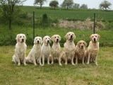 Golden Retriever - 1.000 Teile (Puzzle)