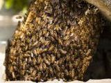 Bienenkorb - 500 Teile (Puzzle)
