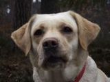 Labrador - 1.000 Teile (Puzzle)