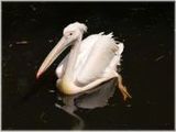 Pelikan - 500 Teile (Puzzle)
