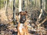 Boxer - 500 Teile (Puzzle)