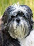 Shih Tzu - 500 Teile (Puzzle)