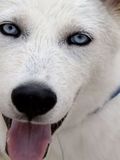 Husky - 500 Teile (Puzzle)