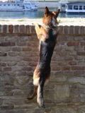 Deutscher Schäferhund - 500 Teile (Puzzle)