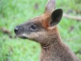 Wallaby - 500 Teile (Puzzle)