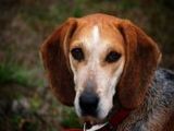 Beagle - 1.000 Teile (Puzzle)