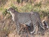 Gepard - 500 Teile (Puzzle)