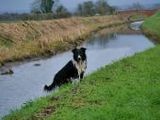 Border Collie - 1.000 Teile (Puzzle)