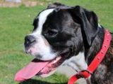 Boxer - 1.000 Teile (Puzzle)