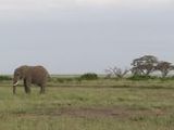 Elefant - 1.000 Teile (Puzzle)