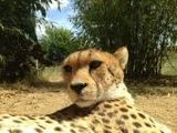 Gepard - 1.000 Teile (Puzzle)