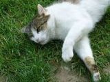 Katze - 1.000 Teile (Puzzle)