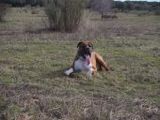 Boxer - 500 Teile (Puzzle)