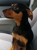 Pinscher - 500 Teile (Puzzle)