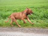 Bordeaux Dogge - 500 Teile (Puzzle)