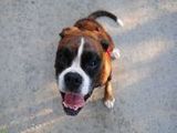 Boxer - 1.000 Teile (Puzzle)