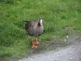 Gans - 1.000 Teile (Puzzle)