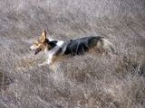 Hund - 500 Teile (Puzzle)
