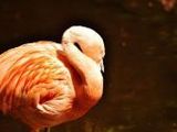 Flamingo - 1.000 Teile (Puzzle)
