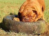 Bordeauxdogge - 1.000 Teile (Puzzle)