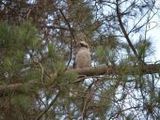 Kookaburra - 500 Teile (Puzzle)