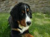 Berner Sennenhund - 1.000 Teile (Puzzle)