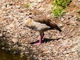Nilgans - 1.000 Teile (Puzzle)