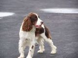 English Springer Spaniel - 500 Teile (Puzzle)