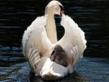 Schwan - 1.000 Teile (Puzzle)